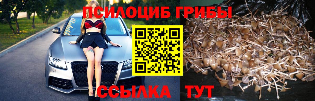 Псилоцибиновые грибы Psilocybe Елизово